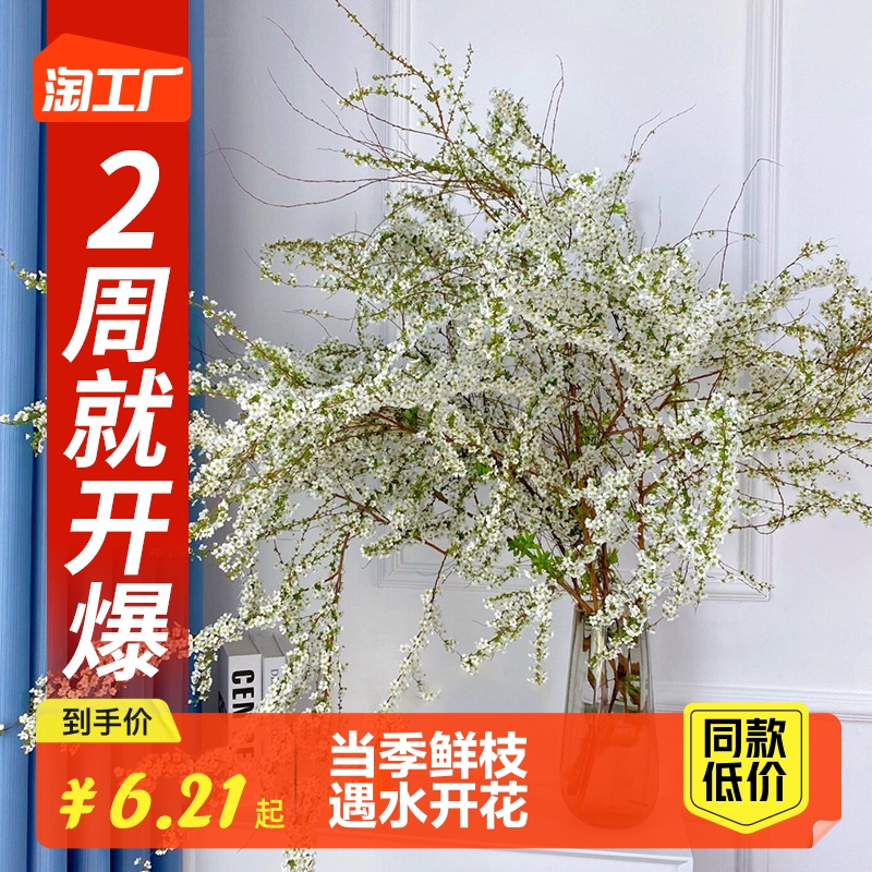 雪柳鲜枝干枝支室内水养水培植物插花好养银柳真花卉盆栽绿植龙柳