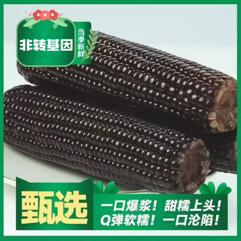 2025年香甜头茬东北黑糯玉米软糯香甜香嫩饱满粘糯玉米真空包装