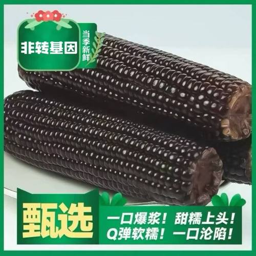2025年香甜头茬东北黑糯玉米软糯香甜香嫩饱满粘糯玉米真空包装