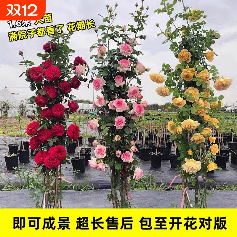 1米6蔷薇花苗藤本月季花爬藤庭院花卉植物盆栽阳台开花带花苞院子