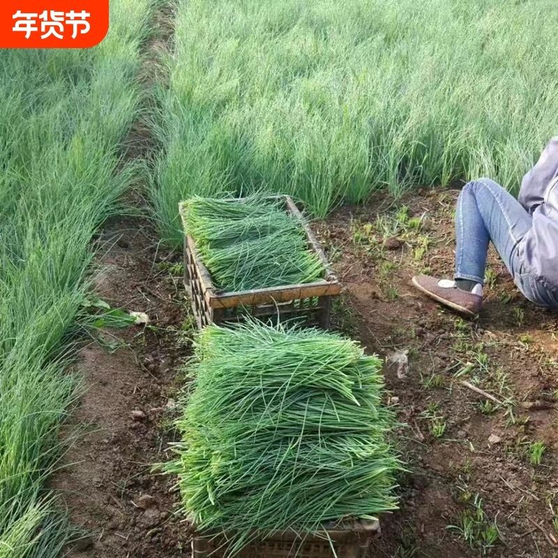 沙葱种子沙葱高产胡聪耐热耐寒耐旱盆栽庭院阳台四季蔬菜种子,鲜花速递/花卉仿真/绿植园艺,其它园艺用品,淘宝优惠券,粉丝福利购,淘宝优惠卷