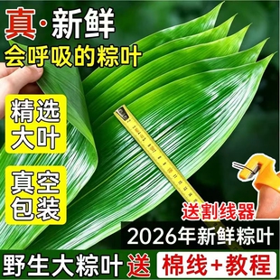 新鲜粽子叶干粽叶大号特现摘包粽子专用端午节批发鲜粽叶叶子棉线