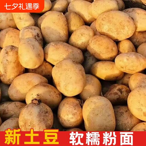 新鲜土豆黄皮黄心土豆