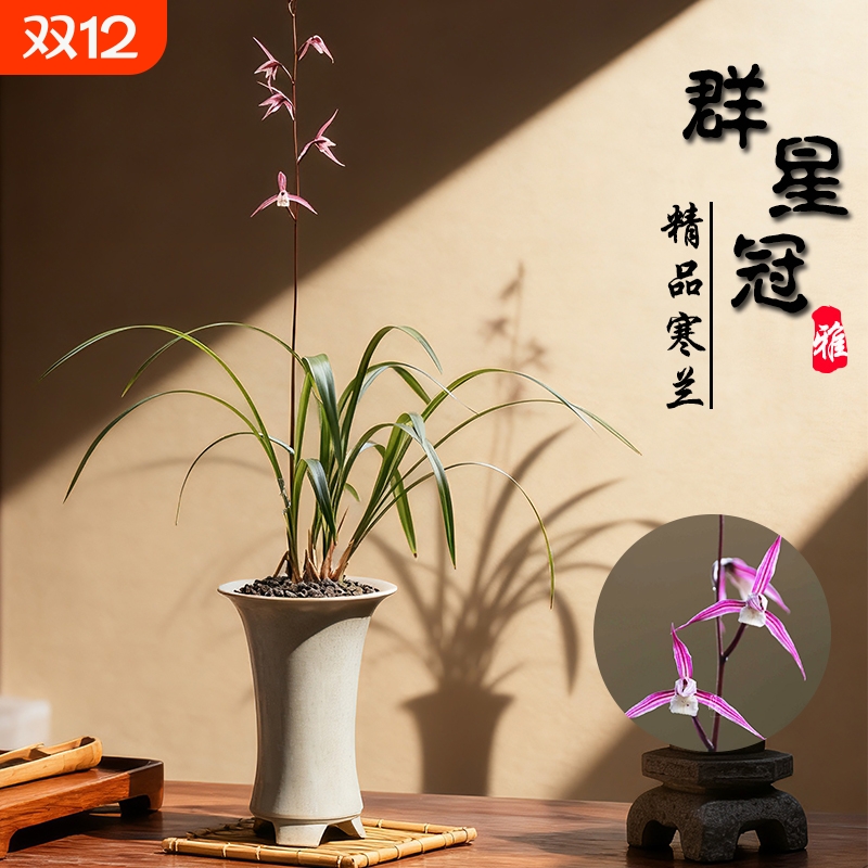 浙江寒兰细叶名贵兰花苗冬带花苞浓香室内客厅花卉绿植盆栽阳台