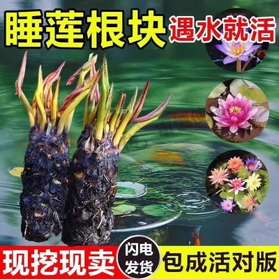 睡莲根四季种花池塘鱼缸耐寒耐热