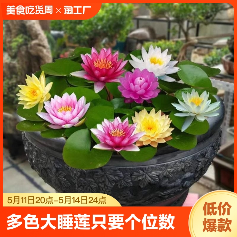 水培植物大睡莲四季开花鱼塘莲花