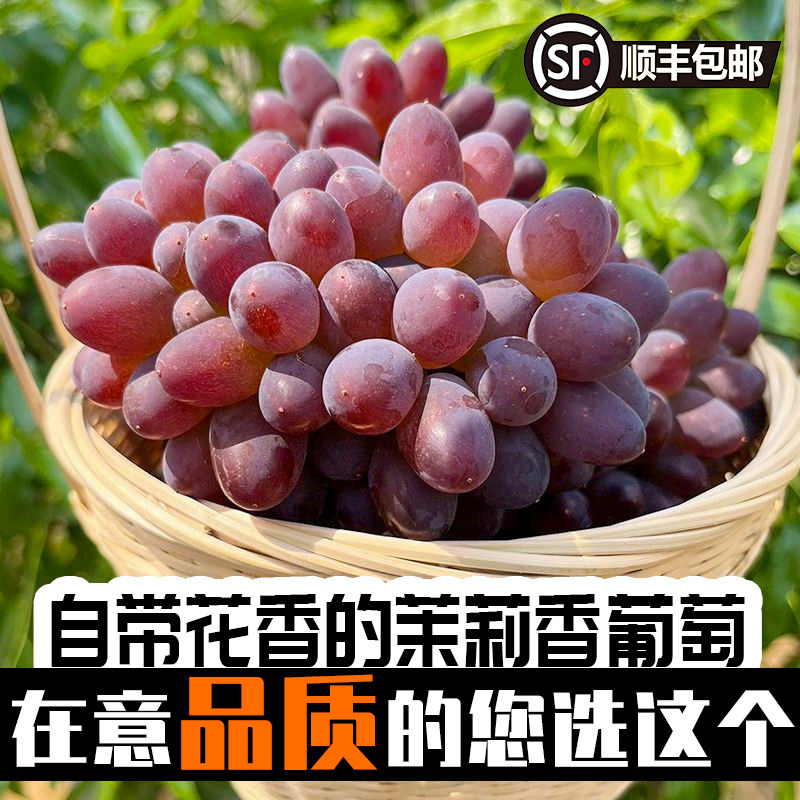 茉莉香葡萄新鲜当季无籽提子郁金香玫瑰香水果顺丰果子果肉精选