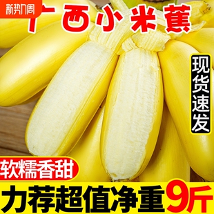 包邮 正宗广西小米蕉香蕉9斤新鲜水果整箱当季 鲜苹果蕉自然熟粉蕉