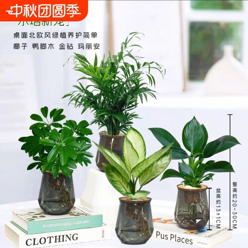 水培发财树绿萝玛丽安懒人绿植桌面室内水培美观绿植物清新好养护