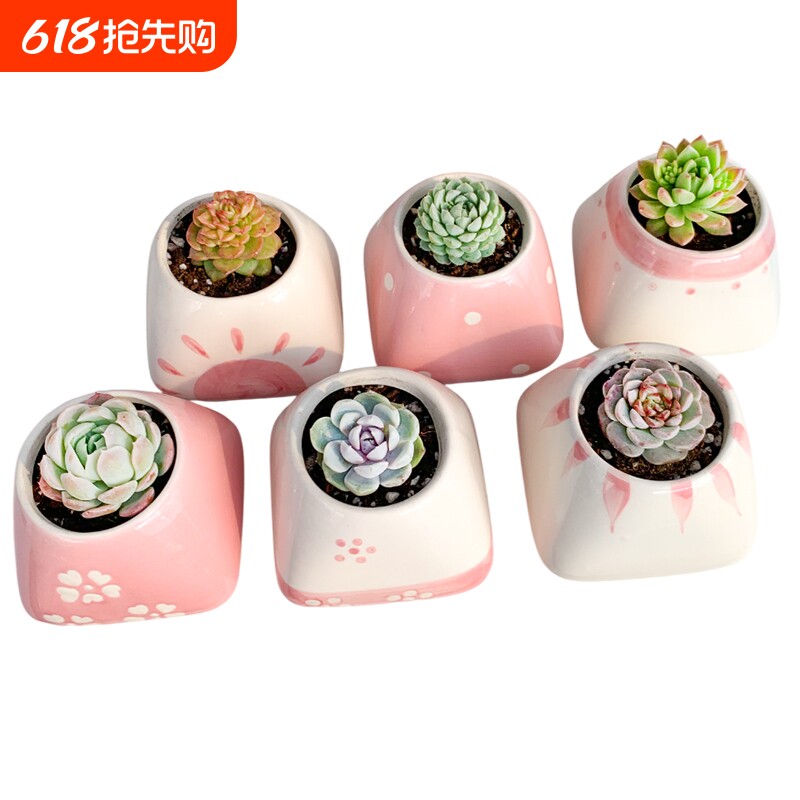 高颜值陶瓷可爱花盆多肉植物盆栽花卉绿植室内办公室桌面肉肉植物