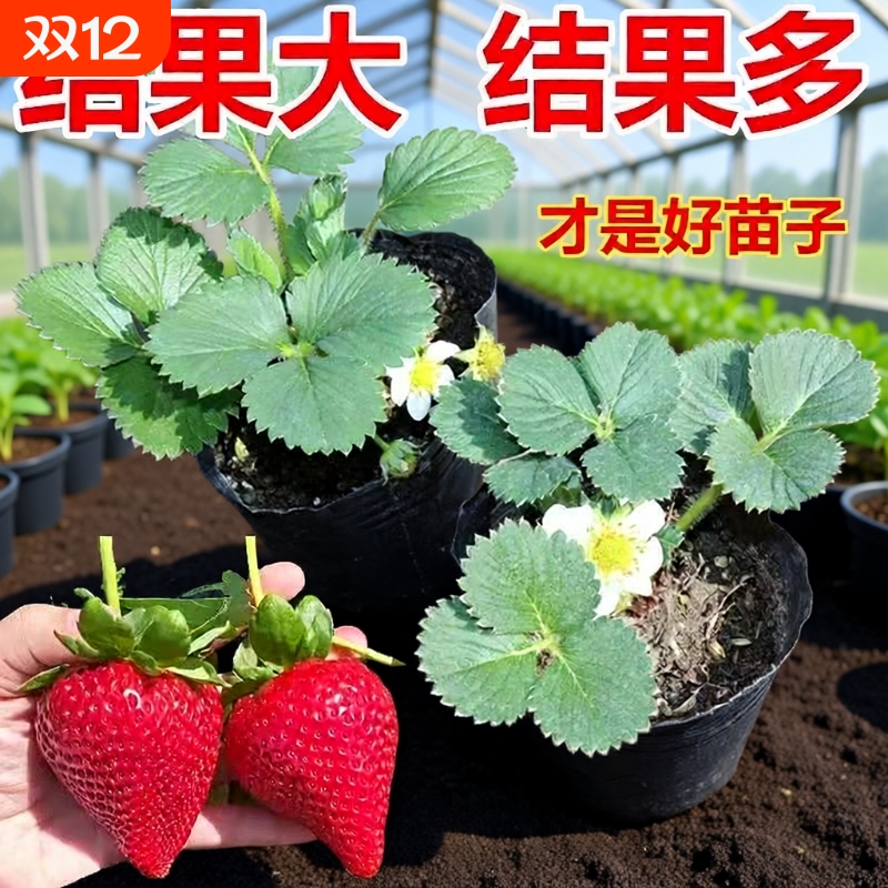 奶油草莓苗带花带果秧苗四季结果