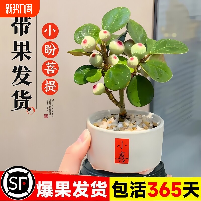 小盼菩提树盆栽室内绿植金叶盆景办公室花卉植物桌面摆件水培客厅