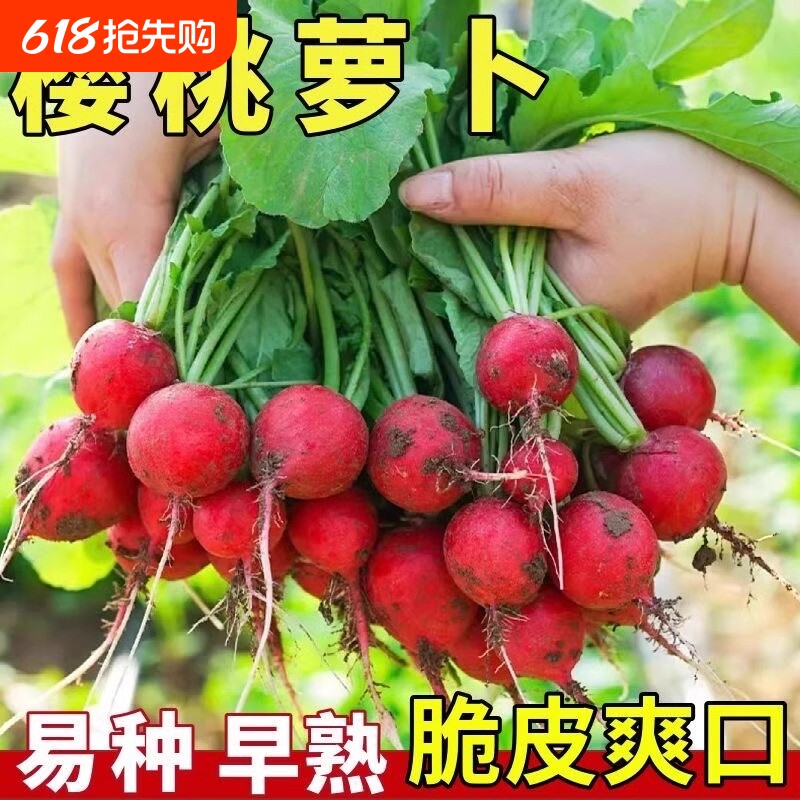 樱桃水果萝卜种子四季播种高产脆甜阳台盆栽庭院蔬菜种籽小红萝卜