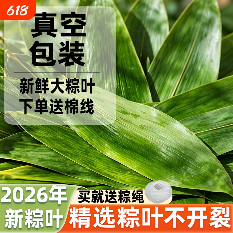 粽叶新鲜粽子叶精选包粽子专用叶子端午鲜叶箬竹叶真空装批发箬叶