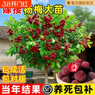 特大杨梅树苗东槐仙居东魁南方嫁接黑炭水果树果苗南方种植地栽苗