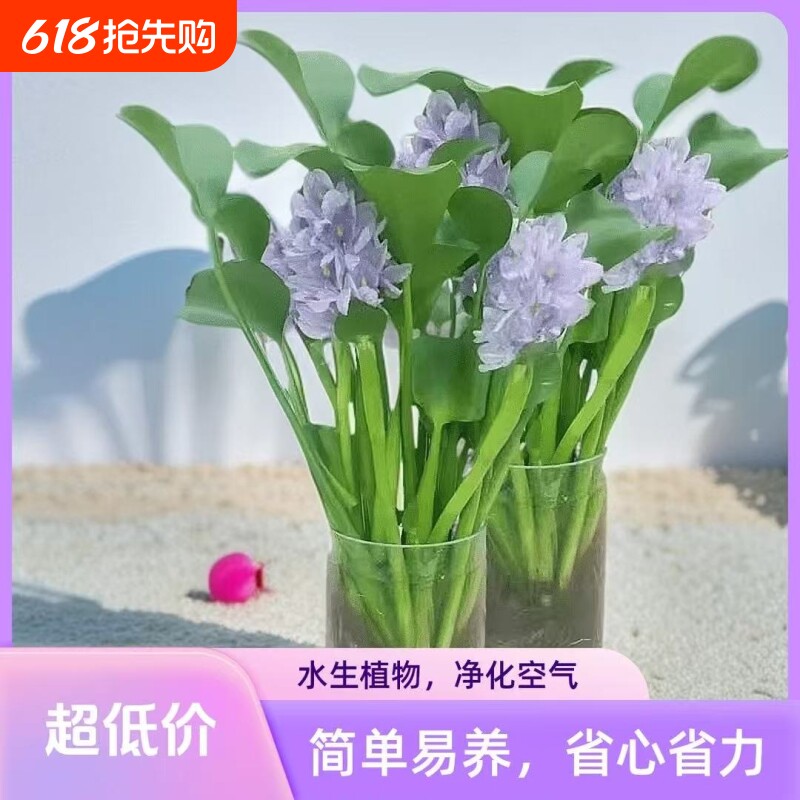 四季常青招财元宝盆栽水培植物室内净化空气懒人易养花卉绿植摆放