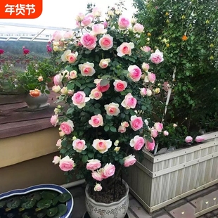 蔷薇母系老桩花苗爬藤植物耐寒四季开花浓香大花地栽盆栽花卉攀爬