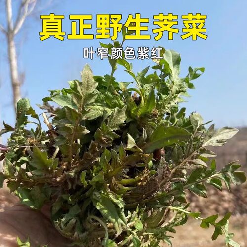 26年新鲜荠菜秋季野荠菜野生带根荠菜火锅食材配菜山野菜