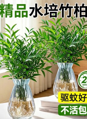 大颗驱蚊竹柏竹子水培植物