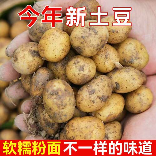 正宗恩施小土豆迷你新鲜