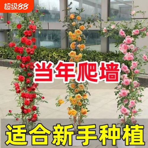 蔷薇花苗藤本月季庭院爬墙爬藤植物阳台玫瑰花卉盆栽室内开花老桩