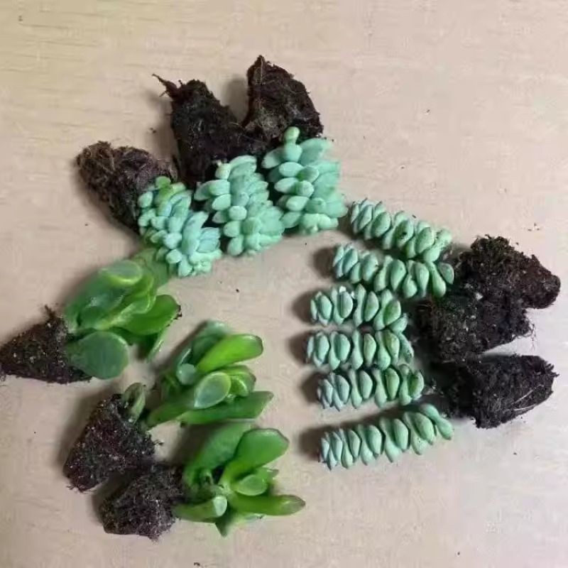 雪花玉坠锦多肉植物奶油玉缀盆栽群生多头老桩组合绿植室内防辐射