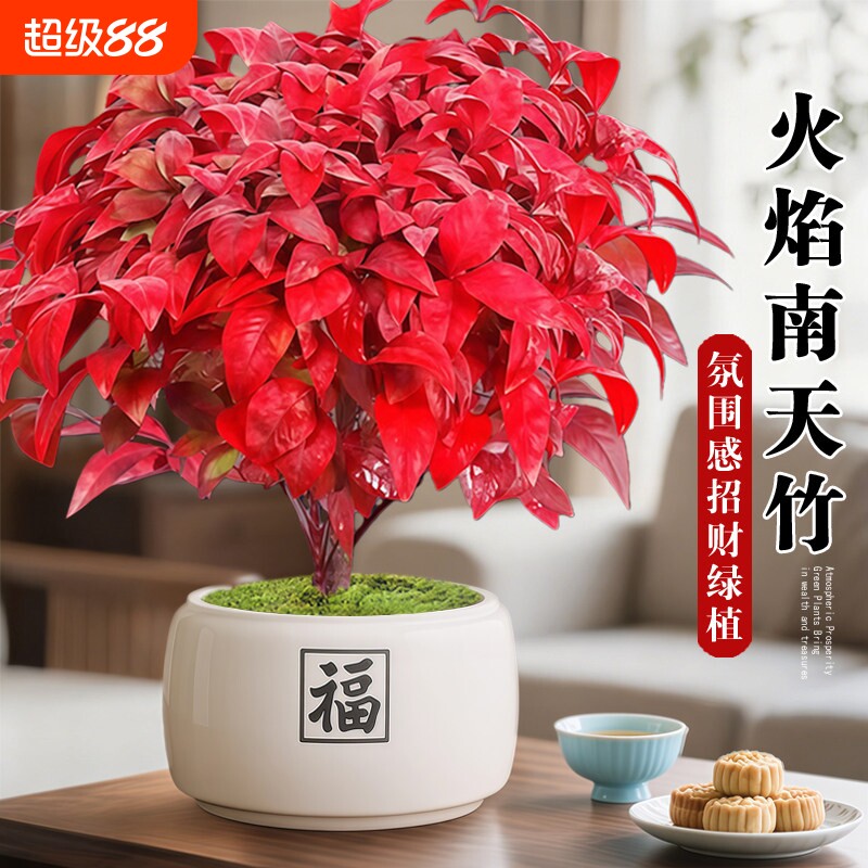 耐寒南天竹盆栽客厅旺宅室内桌面好养植物四季火焰盆景办公桌观叶