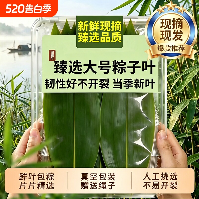 粽叶新鲜粽子叶大号端午节现摘特大野生粽叶家用包粽子专用