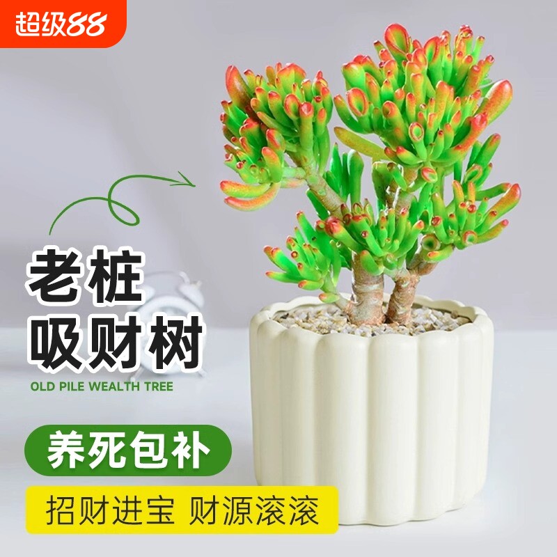吸财树多肉老桩植物招财盆栽办公室内特大桌面发财树绿植四季常青