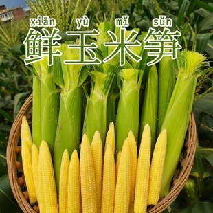 广西新鲜玉米笋现摘玉米笋鲜嫩蔬菜水果小玉米棒迷你玉米非转基因
