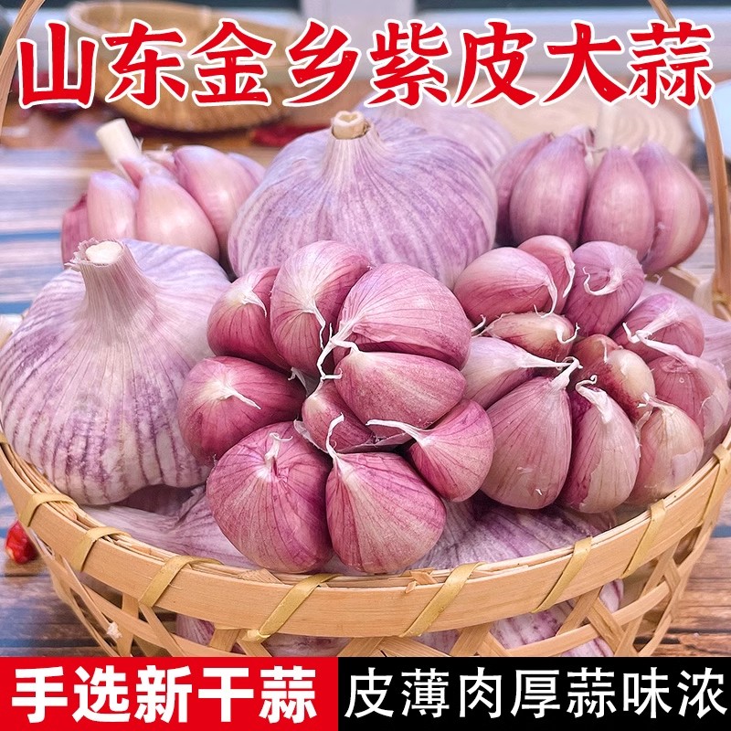 山东紫皮大蒜头农家种植新鲜干紫皮蒜多瓣新干蒜头当季蔬菜大蒜