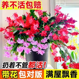 重瓣蟹爪兰盆栽带花苞阳台耐寒花卉大全四季开花绿植物冬天室内外