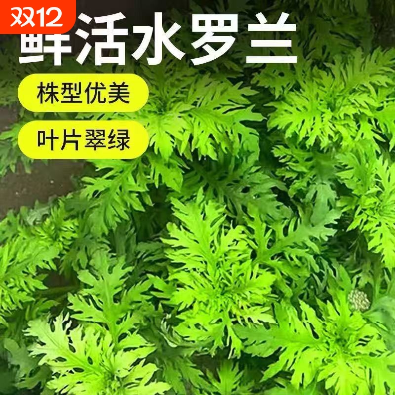 水罗兰坨草鱼缸造景净水后景新手懒人水草植物好养活阴性淡水增氧