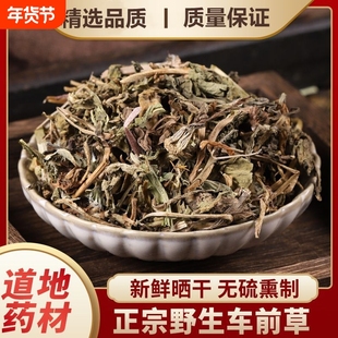 车前草中药材正宗野生车前草茶车前草干货新鲜车前草整株泡水喝