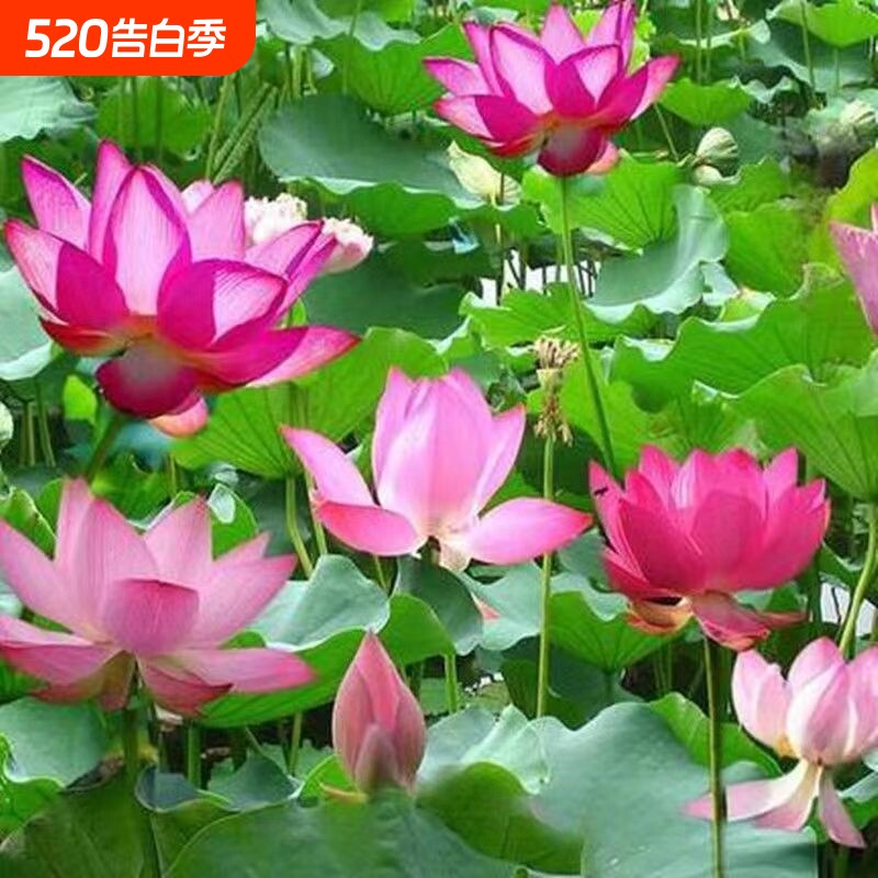 【正品大型荷花】大型荷花水养莲花藕苗水生花莲藕种苗四季荷花苗