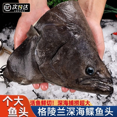 北明岛深海现切大碟鱼头鲜美肥嫩