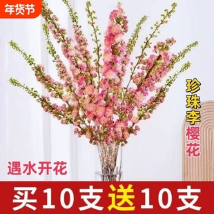 干枝枝水培鲜花植物室内花卉好养梅花水养耐寒客厅庭院冬季鲜切