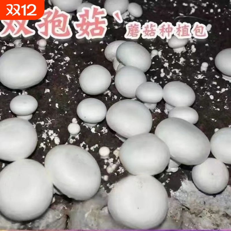 蘑菇菌种白蘑菇菌种食用菌盆栽阳台盆景四季种植菌种包双孢菇原种