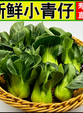 新鲜现摘小油菜当季绿色小青菜四季青绿叶菜