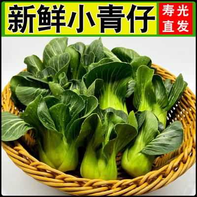 新鲜现摘小油菜当季绿色小青菜四季青绿叶菜
