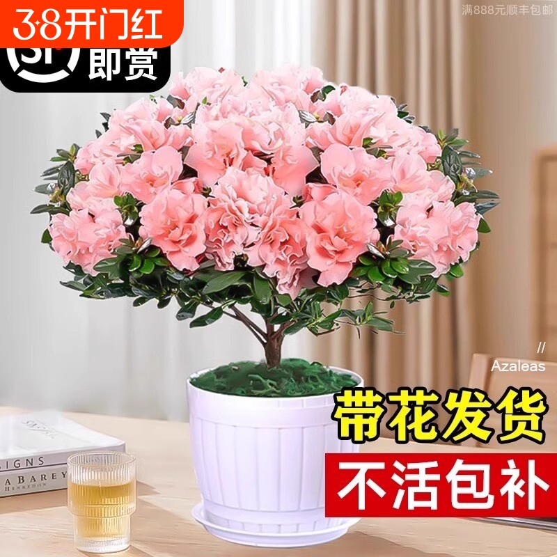 杜鹃花盆栽花卉植物室内四季开花茉莉栀子花绿植九里香好养阳台