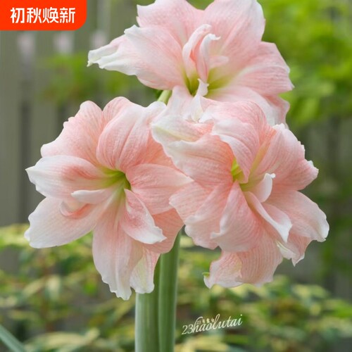 朱顶红当年开花视觉大花盆栽阳台装饰荣耀花期珊瑚女王糖果月神