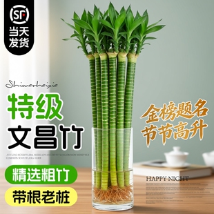龙竹文昌竹4支金榜题名水培带根富贵竹水养绿植物室内桌面好养活