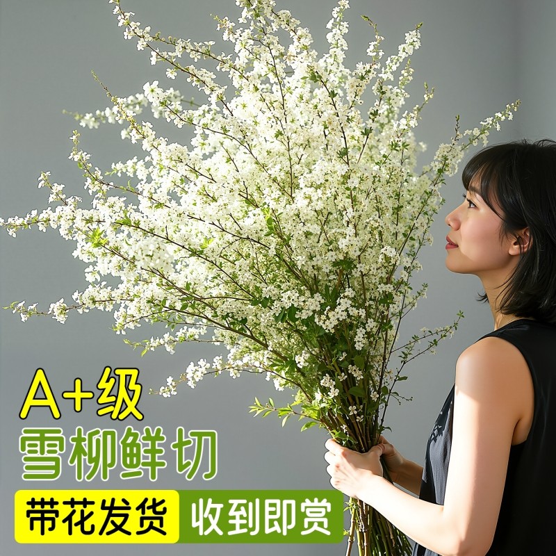 雪柳鲜枝带花苞纯水培植物室内好养花卉绿植盆栽桌面水养龙柳干枝