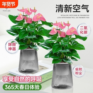 水培植物粉掌盆栽带花红掌白掌一帆风顺花卉鲜花室内好养绿植四季