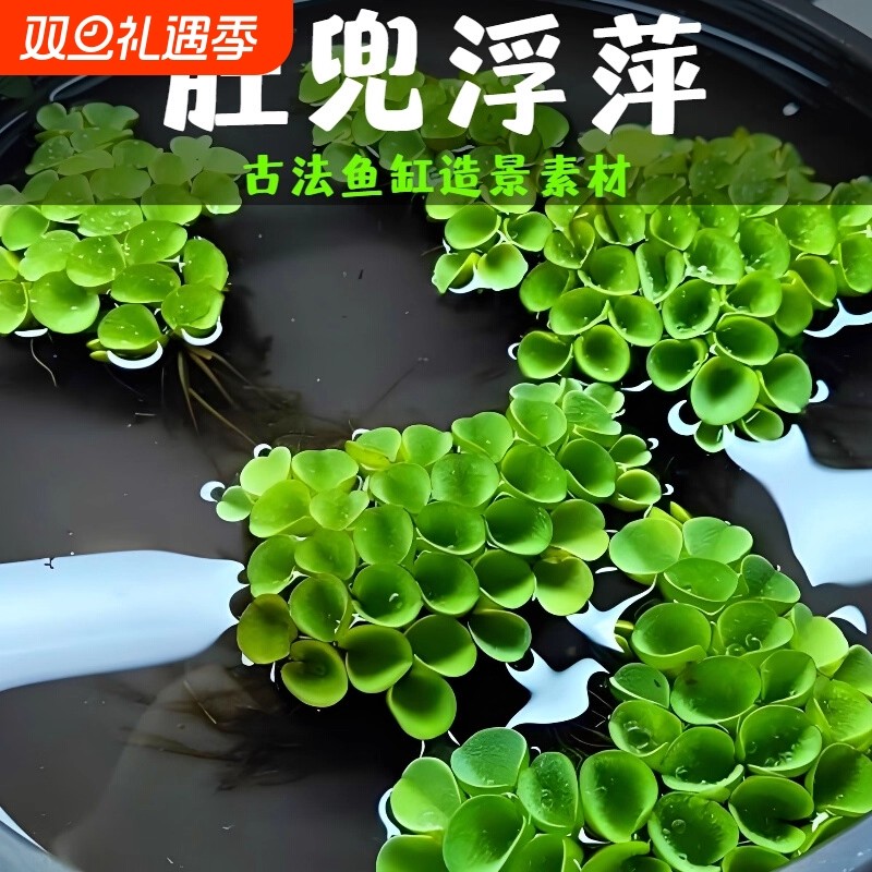 鱼缸造景水培水质水草生态龟缸肚兜萍浮萍淡水草古法植物水生增氧