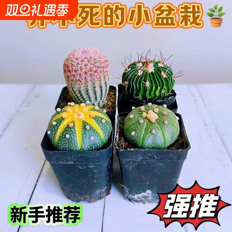 仙人球仙人掌黄金兜星兜锦仙人球多肉植物办公室微型绿植花卉盆栽