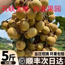 【顺丰冷链】产地直销广西新鲜石峡龙眼5斤大果桂圆当季水果整箱