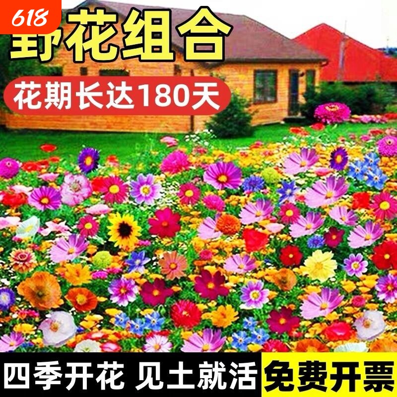 易活种子四季开花耐寒花籽波斯菊格桑花野花组合庭院室外花种籽子