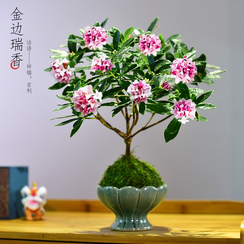 金边瑞香盆栽植物观花植物室内外办公客厅桌面阳台香浓好养盆景